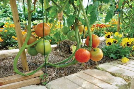 utilize the space beneath tomato cages